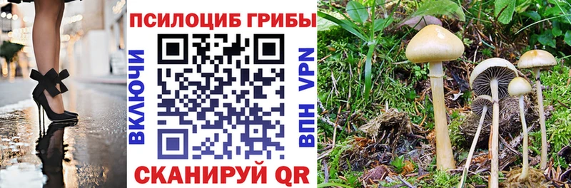Галлюциногенные грибы Psilocybe Цивильск
